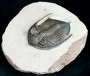 Beautiful, Bumpy Zlichovaspis Trilobite - #9568-4